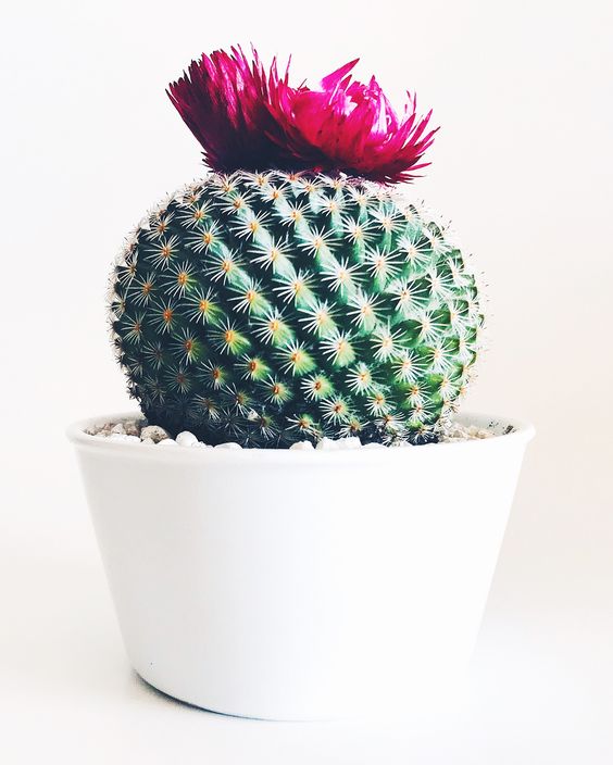 Jenis Bunga Yang Cocok Untuk Ruang Tamu