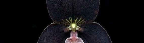 Mengenal Lebih Jauh Bunga Anggrek – Seribu Macam Dari Satu Bunga