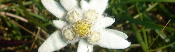 Mengenal Bunga Abadi Edelweiss – Simbol Keindahan Alami Gunung Alps