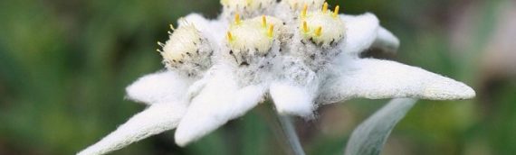 Tempat Mencari Bunga Edelweiss di Indonesia – Tidak usah ke luar negri di Indonesia aja ada