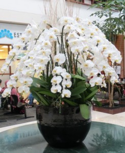 gambar-rangkaian-bunga-anggrek-bulan-putih