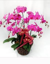 Jual Bunga Anggrek di Daerah Kelapa Gading