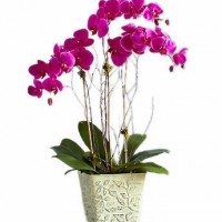 Toko Bunga Benowo, Surabaya | Jual Bunga Meja di Surabaya