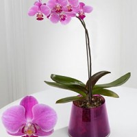 Toko Bunga Meja di Tomohon | Jual Bunga Meja Hari Ibu di Tomohon