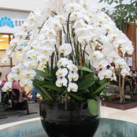 Toko Bunga Kedungkandang, Malang | Jual Bunga Meja di Malang