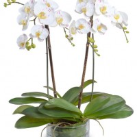 Toko Bunga Cicadas, Bandung | Jual Bunga Meja di Bandung