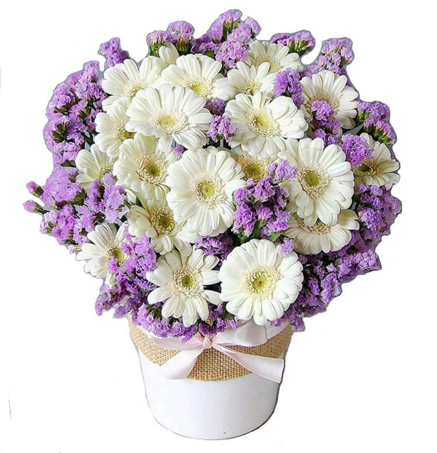 TOKO BUNGA GERBERA JETIS, JOGJA