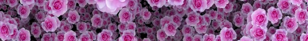 Footer Background Roses Pink Prestisa