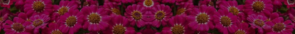 Overlay Sun Magenta Prestisa