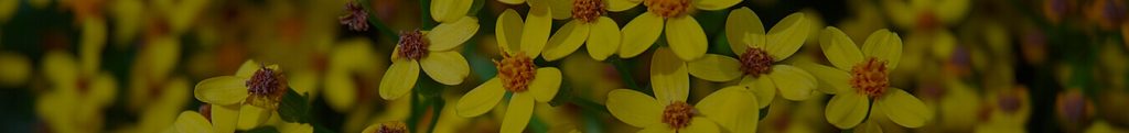 Footer Yellow Prestisa