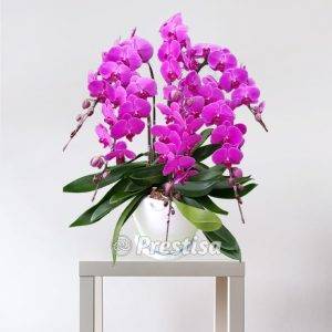 Bunga Meja Anggrek GREK - Bekasi -06