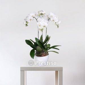 Bunga Meja Anggrek GREK - Bekasi -44