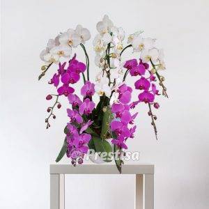 Bunga Meja Anggrek GREK - Bekasi -88