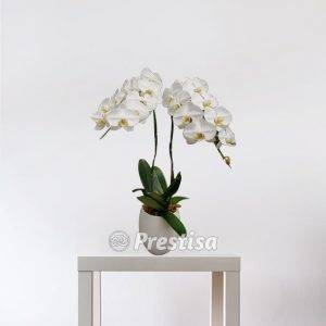 Bunga Meja Anggrek GREK - Bekasi -99