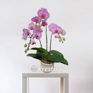 Bunga Meja Anggrek GREK - Bekasi -003