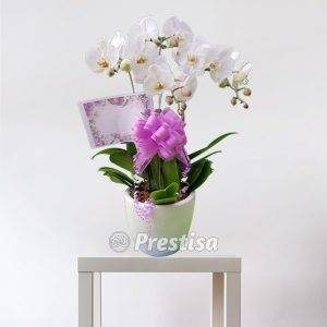 Bunga Meja Anggrek GREK - Bekasi -77