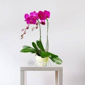 Bunga Meja Anggrek GREK - Bekasi -02