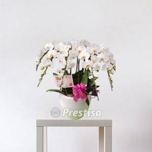 Bunga Meja Anggrek GREK - Bekasi -10