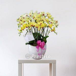 Bunga Meja Anggrek GREK - Bekasi -15