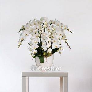 Bunga Meja Anggrek GREK - Bekasi -100