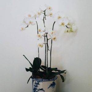 Bunga Meja Anggrek GREK - Bekasi - 030