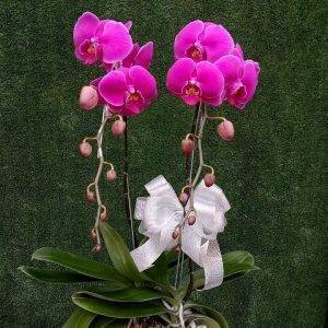 Bunga Meja Anggrek GREK - Bekasi - 036