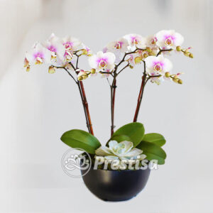 Karangan Bunga Meja - Medan -153