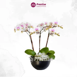 KARANGAN BUNGA – BUNGA MEJA – KUPANG – 5