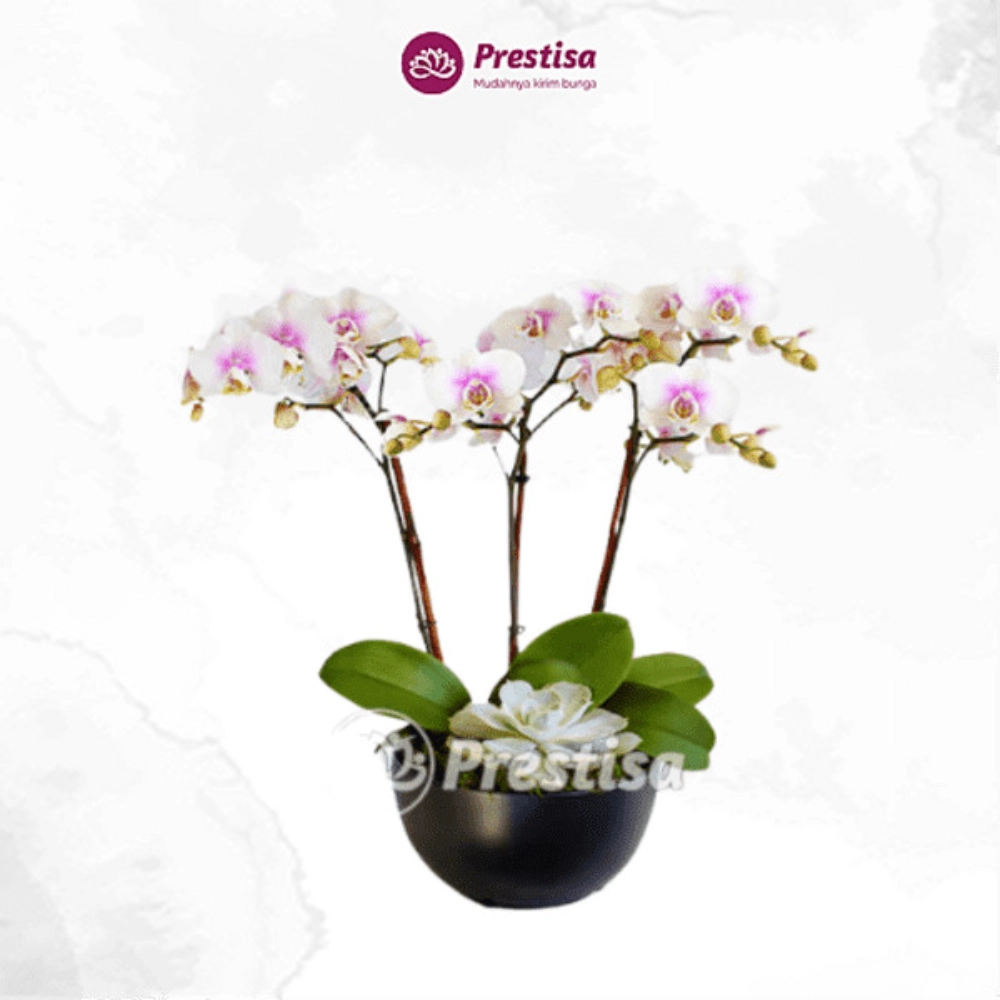 "KARANGAN BUNGA – BUNGA MEJA – CIREBON – 5 "