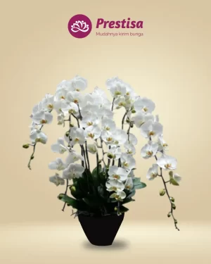 Anggrek Fresh - Depok - New - 005