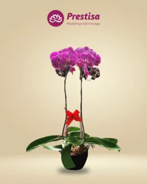 Anggrek Fresh - Depok - New - 001