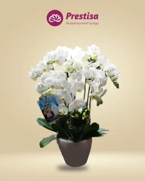 Anggrek Fresh - Depok - New - 006