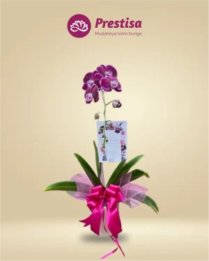 Anggrek Fresh - Jakarta Timur - New - 005