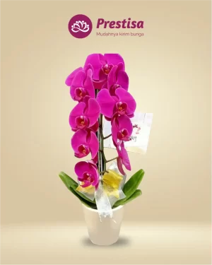 Anggrek Fresh - Jakarta Timur - New - 002