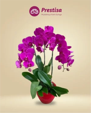 Anggrek Fresh - Jakarta Timur - New - 007