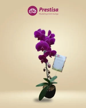 Anggrek Fresh - Depok - New - 002