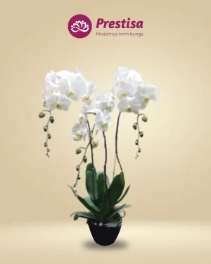 Anggrek Fresh - Depok - New - 003