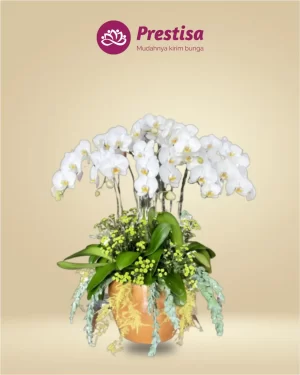 Anggrek Fresh - Jakarta Utara - New - 010