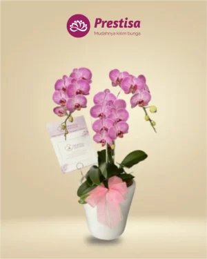 Anggrek Fresh - Jakarta Utara - New - 001