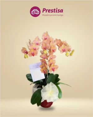 Anggrek Fresh - Jakarta Utara - New - 003