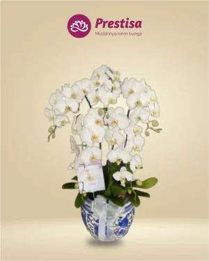 Anggrek Fresh - Jakarta Utara - New - 006