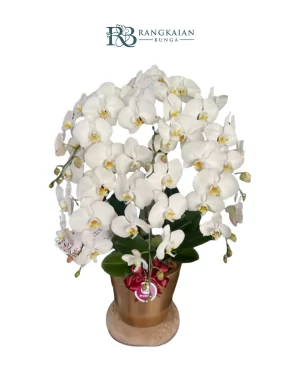 Pure Elegance – 001